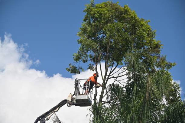 Lawn Renovation and Restoration in East Cleveland, OH