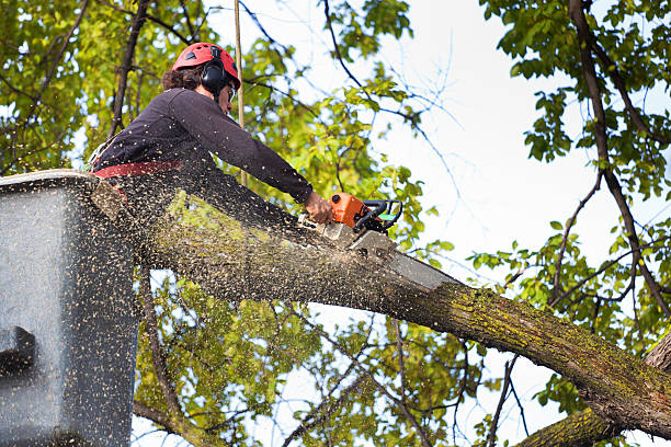 Professional Tree Removal Services in East Cleveland, OH